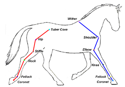 Quintic Equine